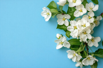 Fototapeta premium A beautiful cluster of white spring blossoms and green leaves gracefully arranged on a light blue background. 