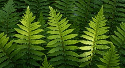 Obraz premium A dense arrangement of bright green fern fronds some brightly illuminated