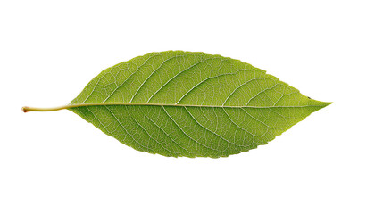 Fototapeta premium A vibrant green leaf isolated on a white background, showcasing natural texture and details.