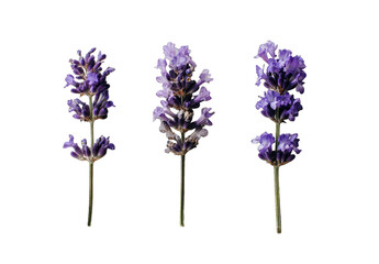 Fototapeta premium Three lavender sprigs against a black background