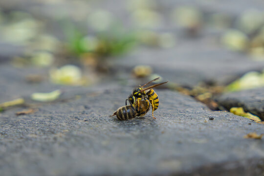 Wasp attacking honey bee on stone surface in detailed macro close-up