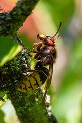 Close-up of European hornet (Vespa crabro) climbing on lichen-covered branch