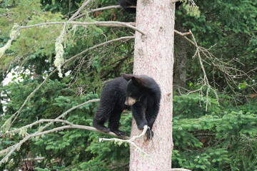 black bear cub  © Anndrea