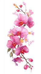 Delicate pink orchid bouquet on white background