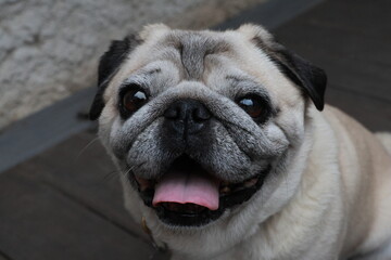 pug dog portrait