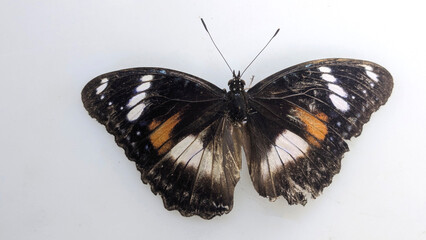 A detailed top-down view of a deceased butterfly with black wings featuring white and orange...