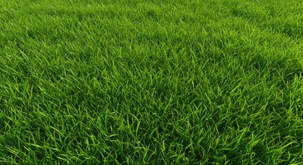 Obraz premium Lush green grass field illuminated by soft light