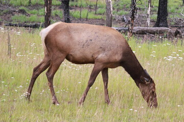Fototapeta premium Elk doe