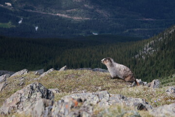 marmot in the mountains