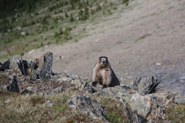 Marmot in the Mountain