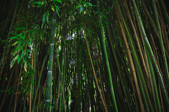 Bamboo Forest