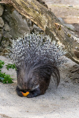 Indian crested Porcupine, Hystrix indica in a german nature park