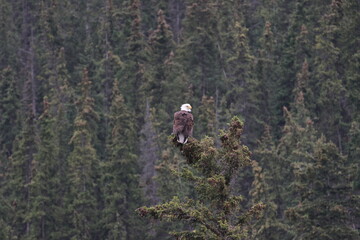 Fototapeta premium Bald Eagle