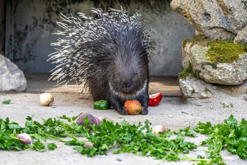Indian crested Porcupine, Hystrix indica in a german nature park