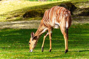 Nyala Antelope - Tragelaphus angasii. Wild life animal.