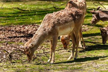 The fallow deer, Dama mesopotamica is a ruminant mammal
