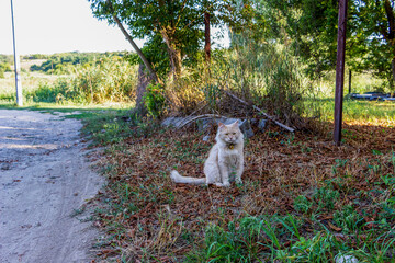 peach fluffy cat, shaggy, in a collar, sits on the side of a country road, dry grass, on a walk,...