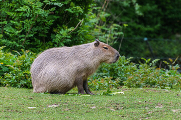 Capybara, Hydrochoerus hydrochaeris grazing on fresh green grass