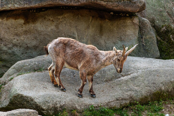 Alpine ibex, Capra ibex is a species of wild goat that lives in the mountains of the European Alps.