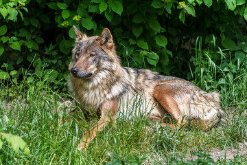 European Grey Wolf, Canis lupus in a german park