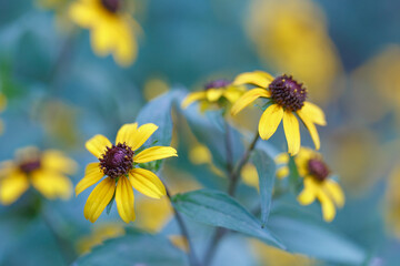 Rudbeckia trilobata flowers