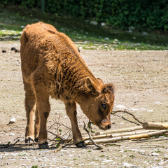 Young baby Heck cattle, Bos primigenius taurus or aurochs in a German park