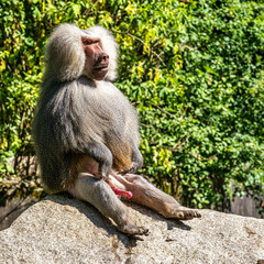 The hamadryas baboon, Papio hamadryas is a species of baboon