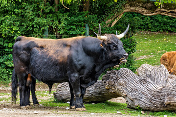 Heck cattle, Bos primigenius taurus or aurochs in a German park