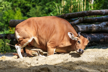 Banteng, Bos javanicus or Red Bull is a type of wild cattle.