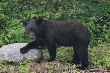 Obraz premium black bear cub