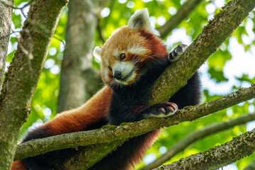 The red panda, Ailurus fulgens, also called the lesser panda.