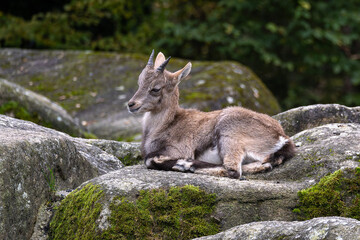 Young baby mountain ibex or capra ibex on a rock