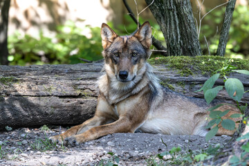 European Grey Wolf, Canis lupus in a german park