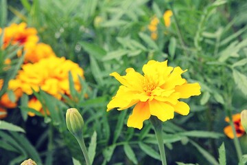 these marigolds, blooming flowers in the garden, summer, yellow petals