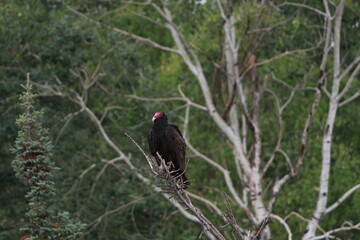 Vulture