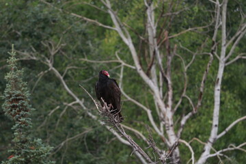 Turkey Vulture