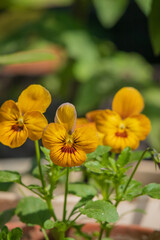 pancy flowers in the pot