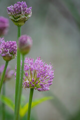 decorative onion flowers in the garden