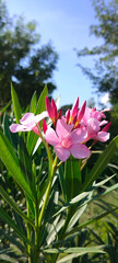 Close u shot of Pink Oleander flower.