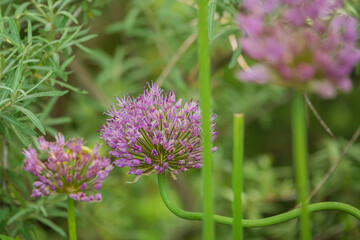 Obraz premium decorative onion flowers in the garden