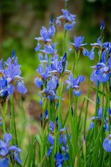 blue irises in the garden