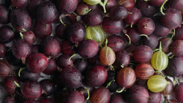 resh ripe gooseberries rotating in close-up view. Dark red and golden berries with water drops spinning slowly, perfect for organic food, gardening, and healthy eating concepts.