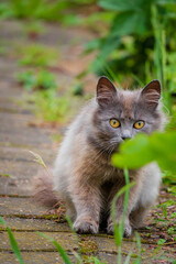 gray cat in the garden