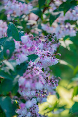 deutzia in the summer park
