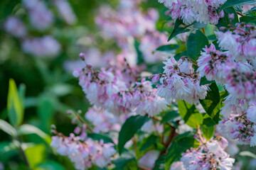deutzia in the summer park