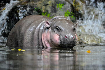Baby Pygmy Hippo in water looking cute