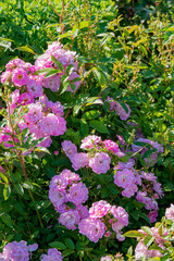Fototapeta premium nice roses in the park