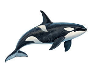 Fototapeta premium Orca killer whale had illustrations on white background.01