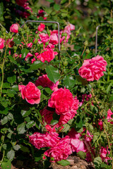 nice roses in the park