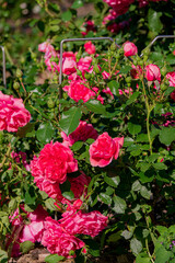 nice roses in the park